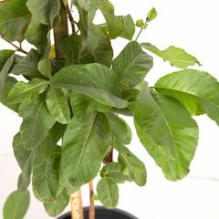 Guava Outdoor Plant (10 L)