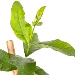 Guava Outdoor Plant (10 L)
