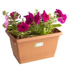Petunia Purple Planter (29 cm)