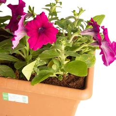 Petunia Purple Planter (29 cm)