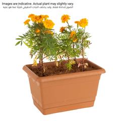 Marigold Planter (29 cm)