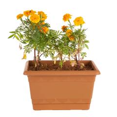 Marigold Planter (29 cm)