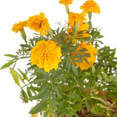 Marigold Planter (29 cm)
