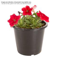 Petunia Red Pot (6 L)