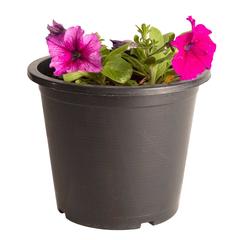 Petunia Purple Pot (6 L)