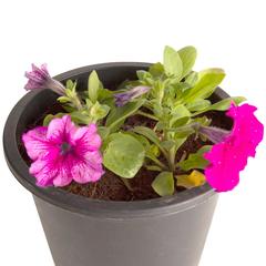 Petunia Purple Pot (6 L)