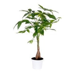 Pachira Twisted Indoor Plant (12 x 12 x 40 cm)
