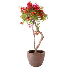 نبات جهنمية برأس واحد للأماكن الخارجية (6 لتر)