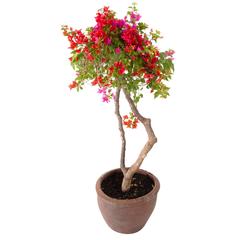 نبات جهنمية برأس واحد للأماكن الخارجية (6 لتر)