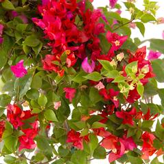 نبات جهنمية برأس واحد للأماكن الخارجية (6 لتر)