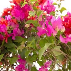 نبات جهنمية برأس واحد للأماكن الخارجية (6 لتر)