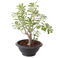 Adenium Obesum Shilo Live Plant