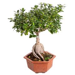 Ficus Bonsai Shilo Live Plant