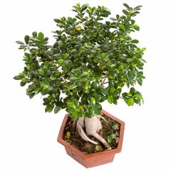 Ficus Bonsai Shilo Live Plant