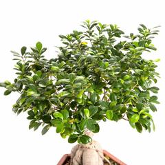 Ficus Bonsai Shilo Live Plant