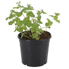 V13 Peppermint Live Plant (13 x 13 x 10 cm)