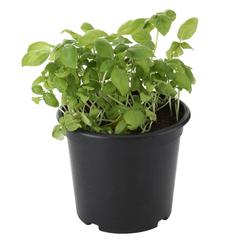 V13 Basil Live Plant
