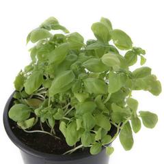 V13 Basil Live Plant