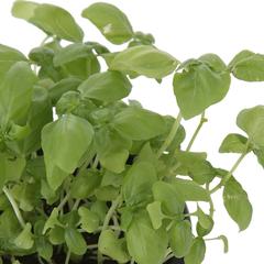 V13 Basil Live Plant