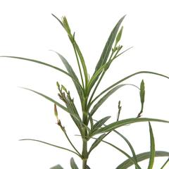 V9 Ruellia Ciliosa Pink Live Plant