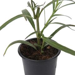 V9 Ruellia Ciliosa Pink Live Plant