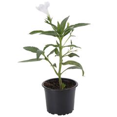 V9 Ruellia Ciliosa White Live Plant