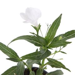 V9 Ruellia Ciliosa White Live Plant