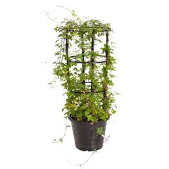 Ipomoea Palmata Live Plant (10 L)