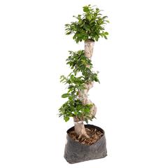 S-Shape Ficus Bonsai Live Plant