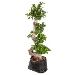 S-Shape Ficus Bonsai Live Plant