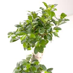 S-Shape Ficus Bonsai Live Plant