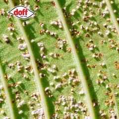 Doff Bug & Fungus Control (1 L)