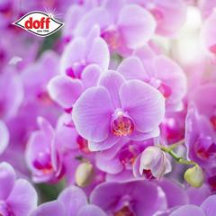 Doff Orchid Drip Feeder Pack (10 Pc.)