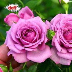 Doff Rose & Shrub Shield (1 L)