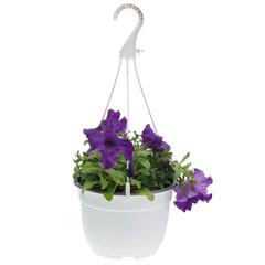 Purple Petunia Hanging Outdoor Plant