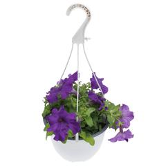 Purple Petunia Hanging Outdoor Plant