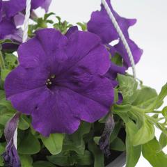 Purple Petunia Hanging Outdoor Plant