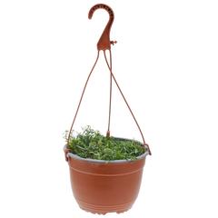 Purple Alyssum Hanging Outdoor Plant