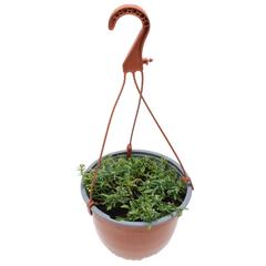 Purple Alyssum Hanging Outdoor Plant