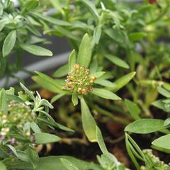 Purple Alyssum Hanging Outdoor Plant