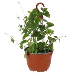 Thunbergia Hanging Outdoor Plant