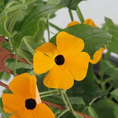 Thunbergia Hanging Outdoor Plant