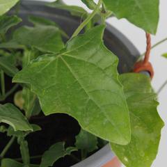 Thunbergia Hanging Outdoor Plant