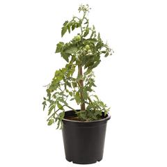 Tomato Plant