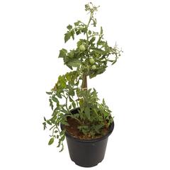 Tomato Plant