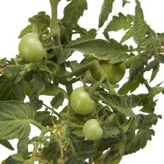 Tomato Plant