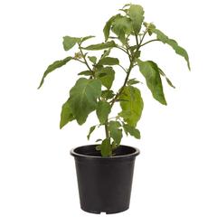 Eggplant Live Plant