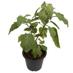 Eggplant Live Plant