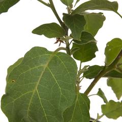 Eggplant Live Plant