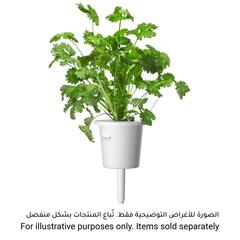 Click & Grow Coriander Plant Pod (20.5 x 8.3 x 6.8 cm)
